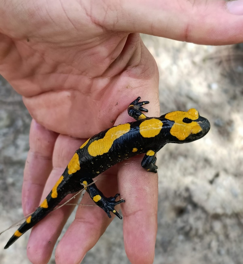 Hatay’da Nesli Tükenmek Üzere Olan Tür Görüldü! (2)