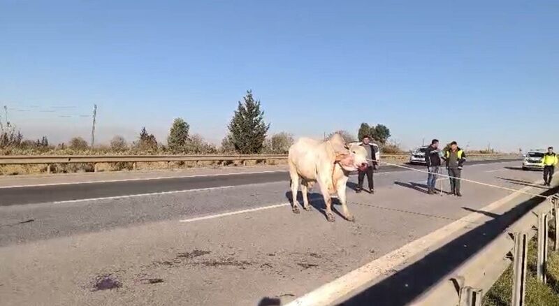 Hatay’da Firari Anguslar Alarmı