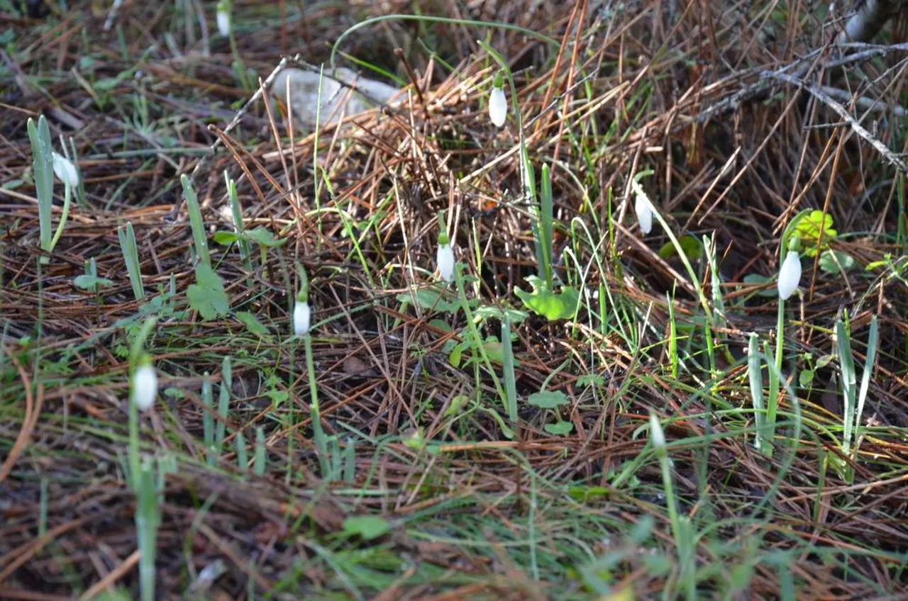 Cezasi 5 Yilda 7 Kat Artti Bu Cicegi Koparan Araba Parasi Oder