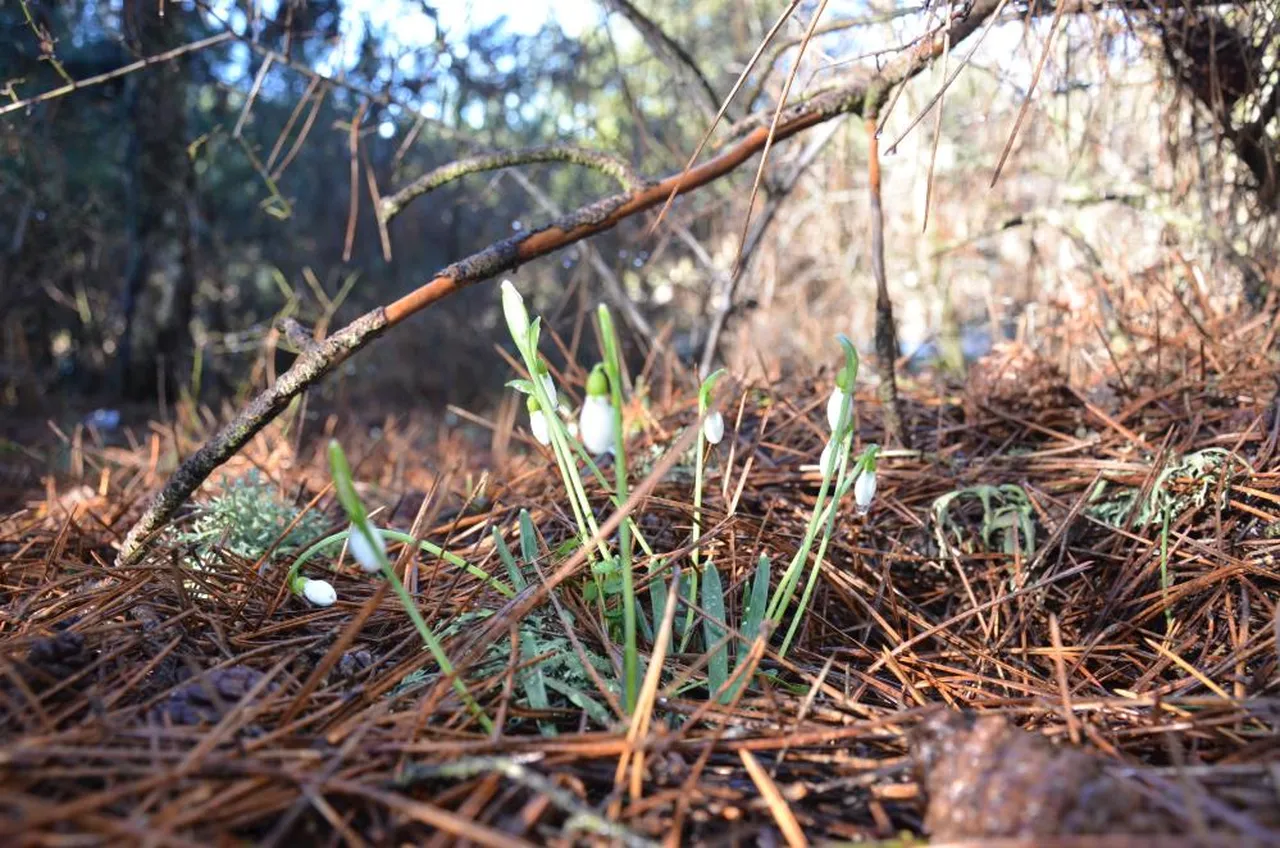 Cezasi 5 Yilda 7 Kat Artti Bu Cicegi Koparan Araba Parasi Oder5