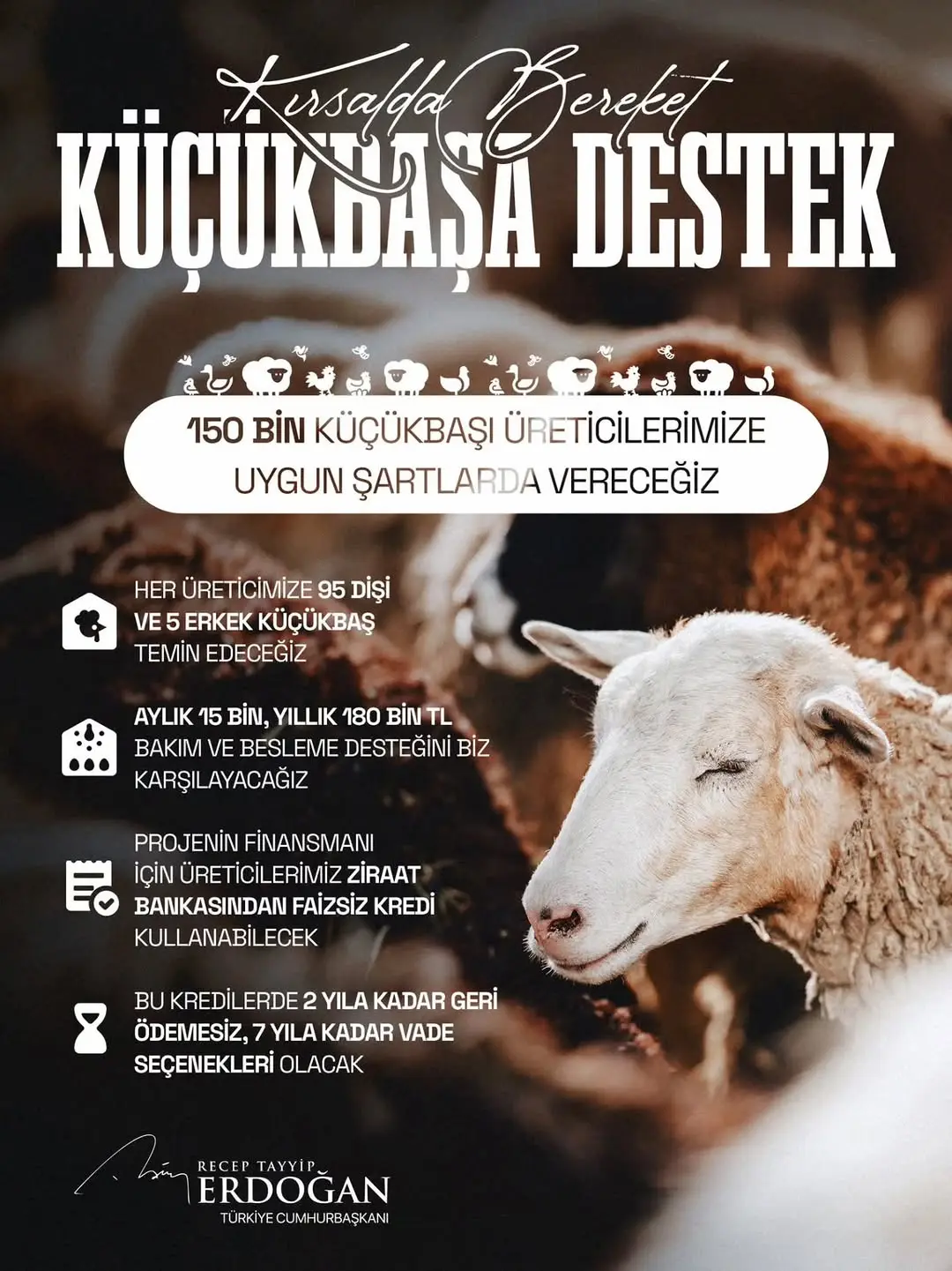 Kurban Küçükbaş Hayvancılık (1)