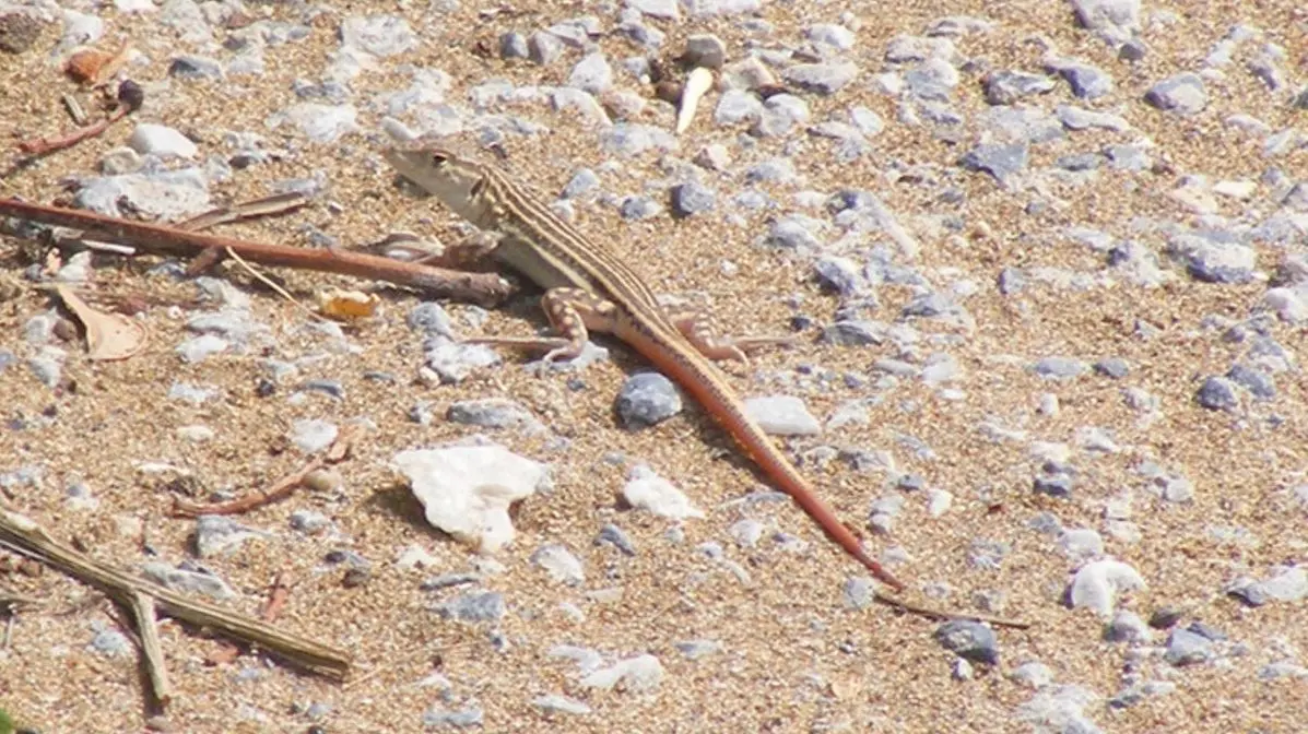 Sahil Iskenderun Kertenkelesi (2)