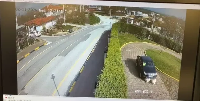 0X0 Sakarya Valiligi Konaginda Yavru Kopek Goz Gore Gore Ezild