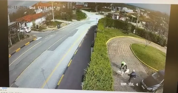 752X395 Sakarya Valiligi Konaginda Yavru Kopek Goz Gore Gore Ezildi Sosyal Medyada Kirli