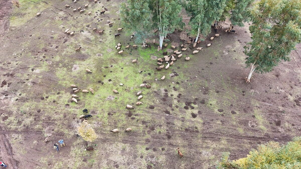 A A 20260228 40688563 40688562 D E P R E M D E H A Y V A N L A R I O L E N U N I V E R S I T E O G R E N C I S I K A D I N D E V L E T D E S T E G I Y L E B E S I C I L I G I S U R D U R U Y O R