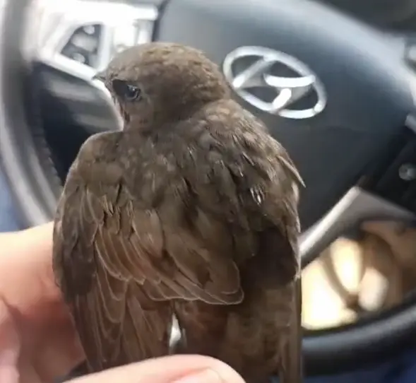 Ebabil Kuşu (1) (1)