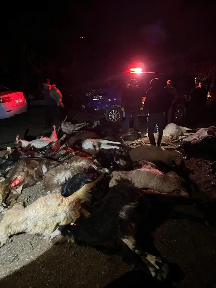 Hayvanlar Telef Oldu (1)