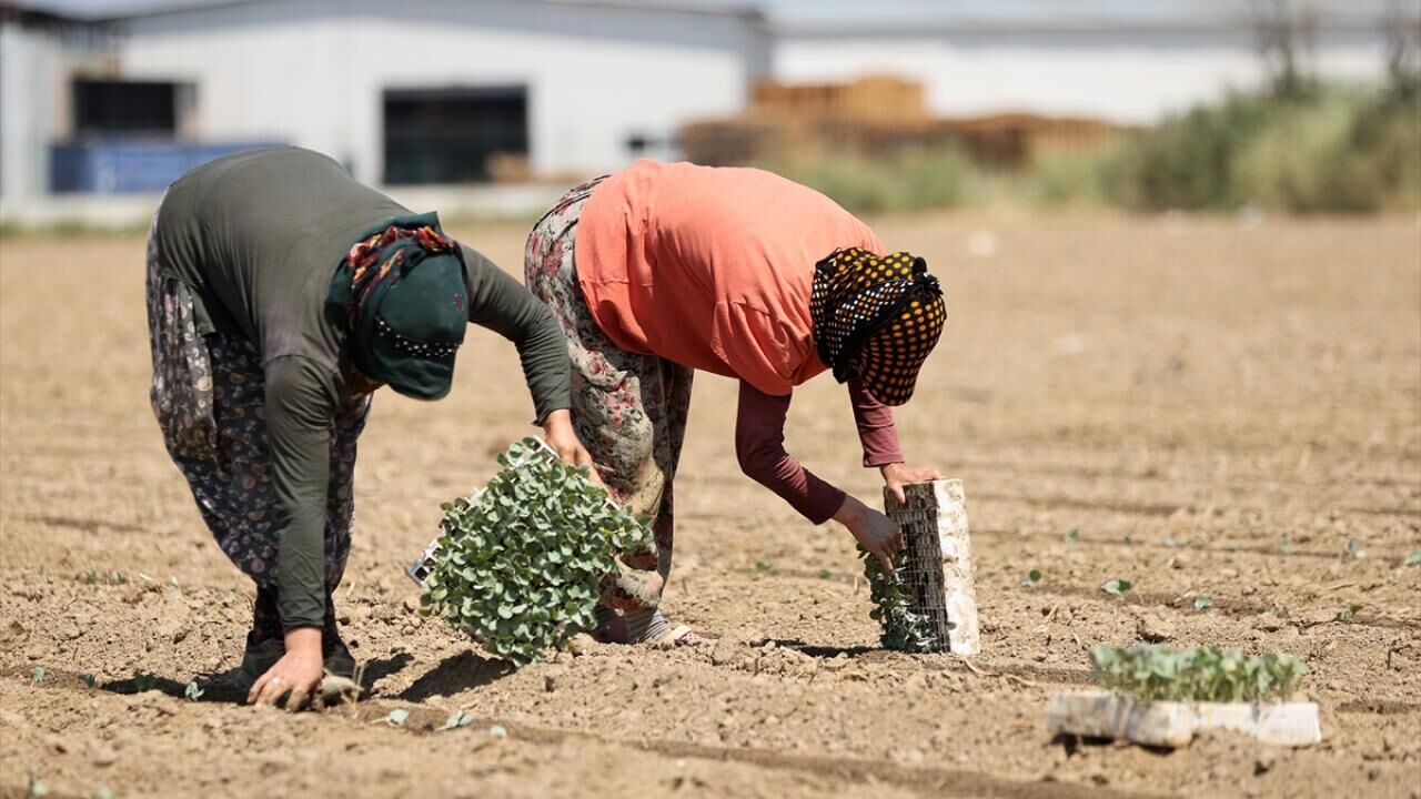 Tarım Işçisi3