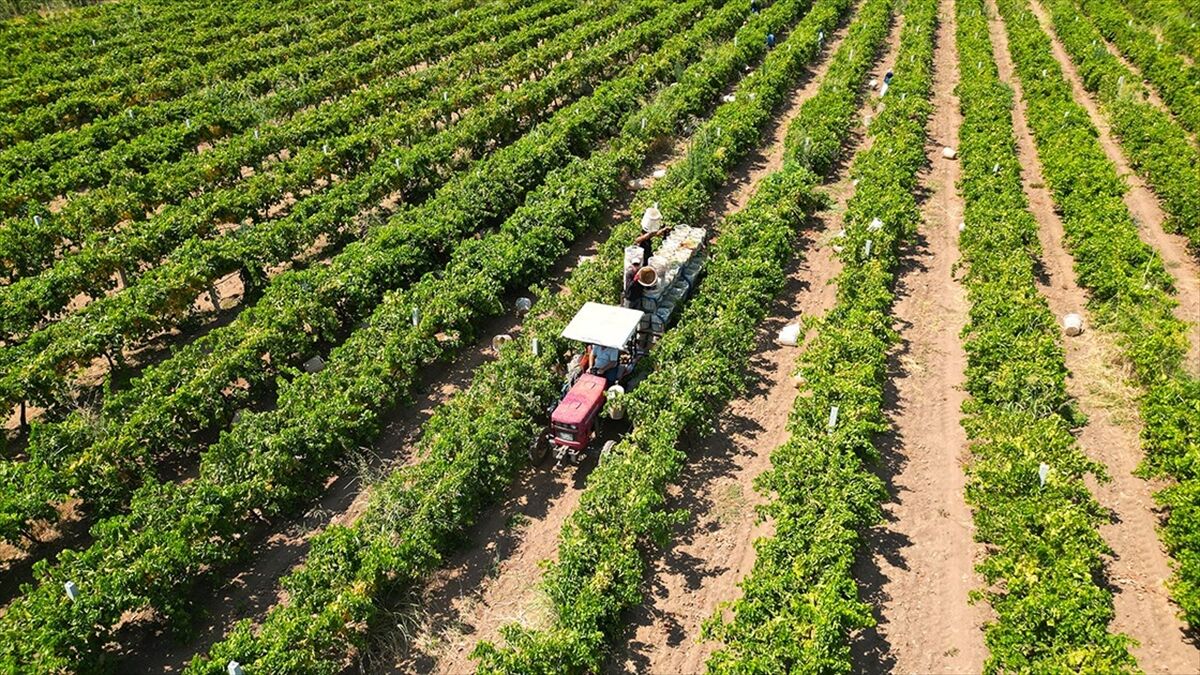 Çiftçilere Yaklaşık 17,4 Milyar Lira Tarımsal Destekleme Ödemesi Bugün Yapılacak