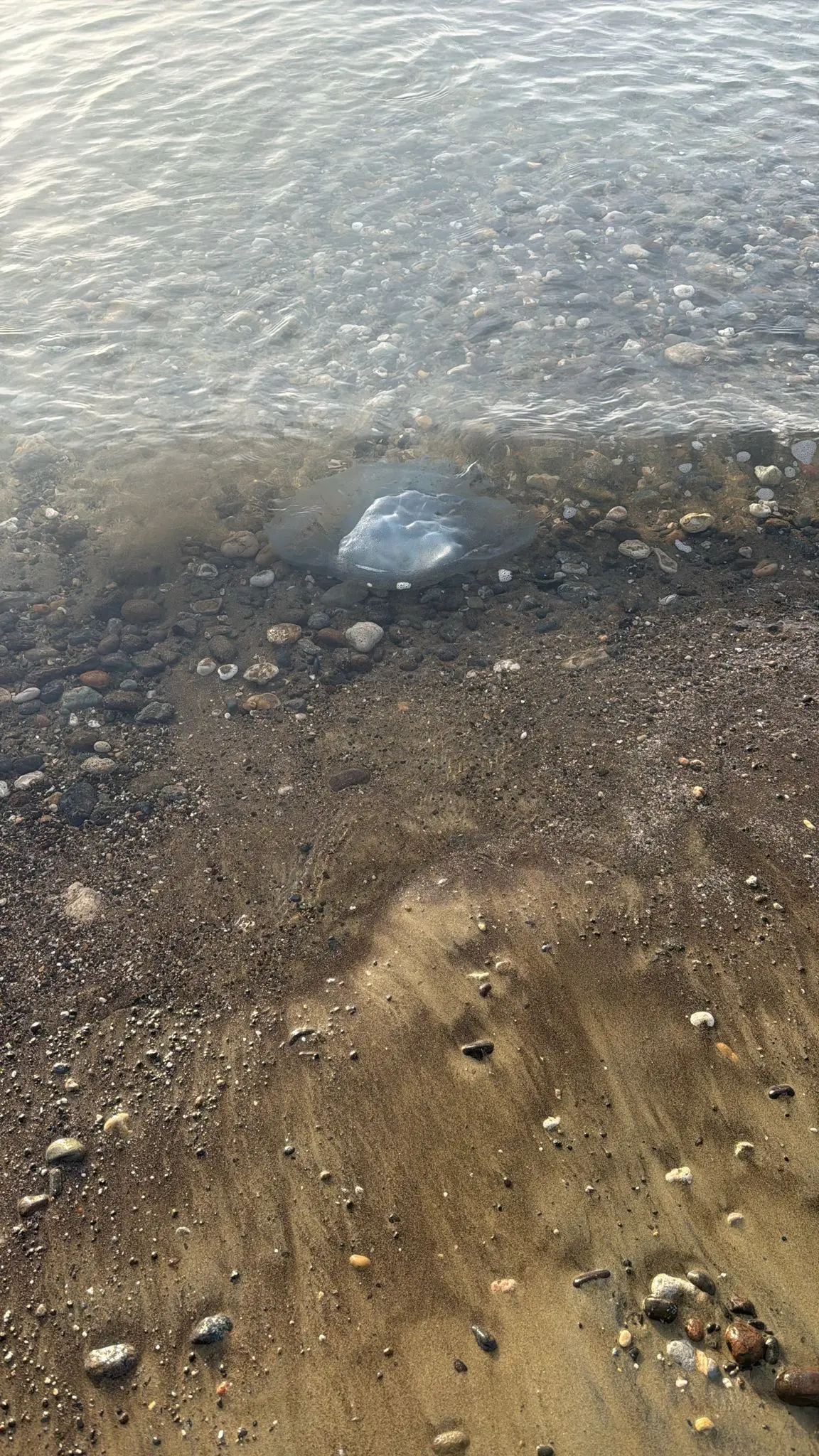 Deniz Anası (1) (1)