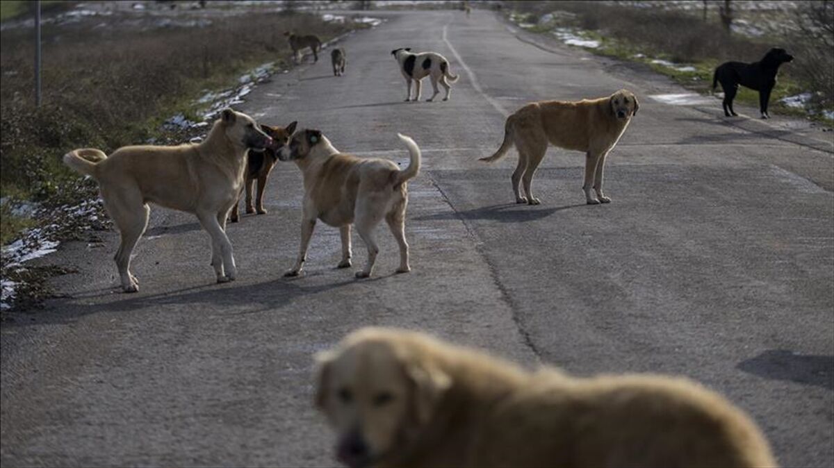 İstanbul Valiliğinden Sahipsiz Köpeklerin Toplatılmasına Ilişkin Belediyelere Yazı