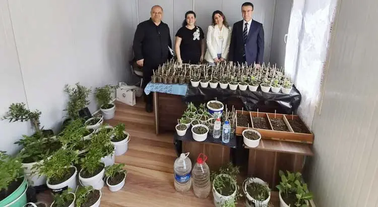 Kırıkhan Ata Tohumu (1)