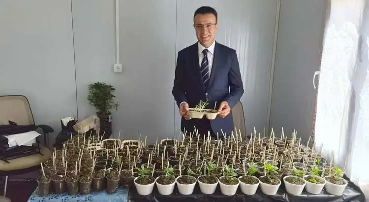 Kırıkhan Ata Tohumu (2)