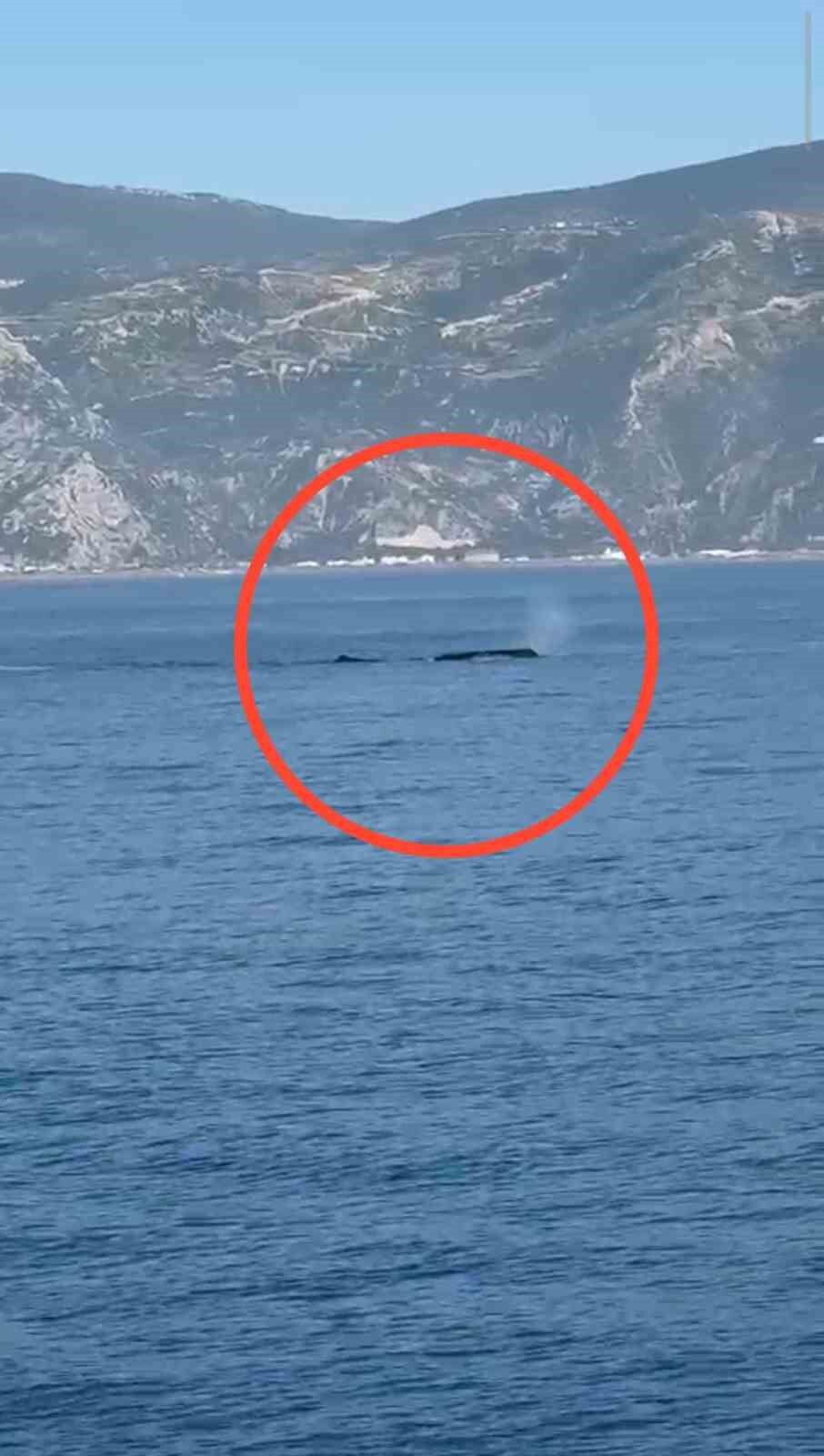 Akdeniz Açıklarında Görüntülenen Balina Heyecanlandırdı