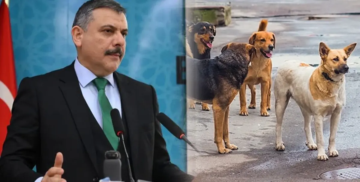 Bakan Çiftçi Sokak Hayvanları