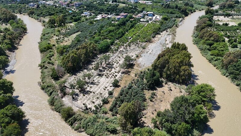 Hatay'da 500 Zeytin Ağacı Bir Gecede Yok Oldu (2)-1