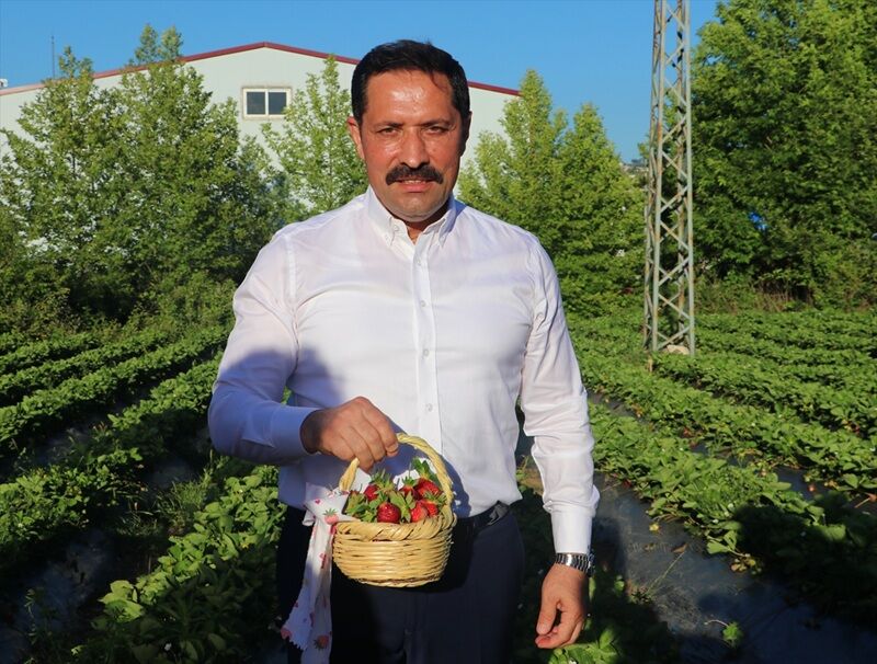 Hatay'da Çilek Üretiminde Rekor Beklentisi 10 Bin 900 Ton Hedefi (1)