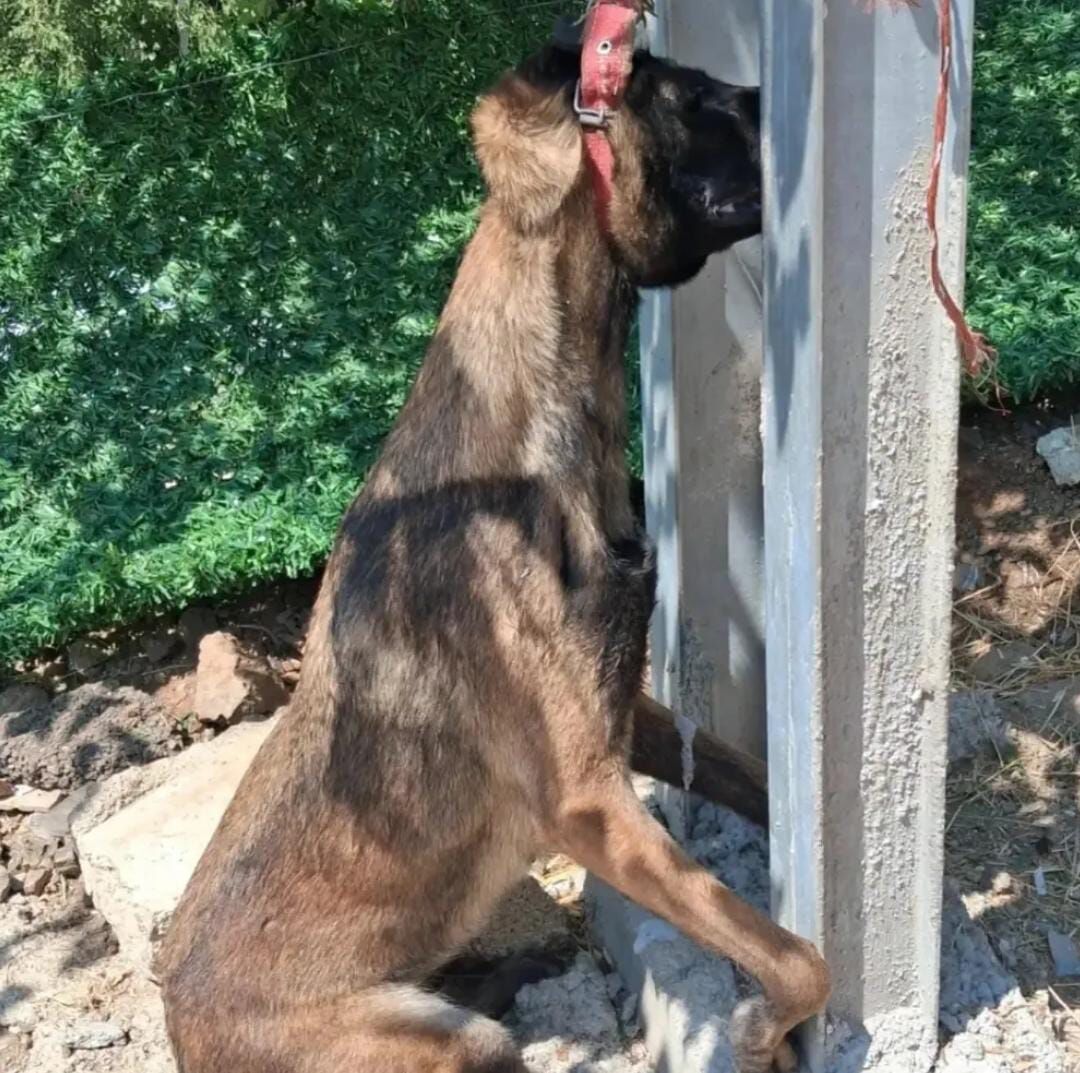 Köpek22