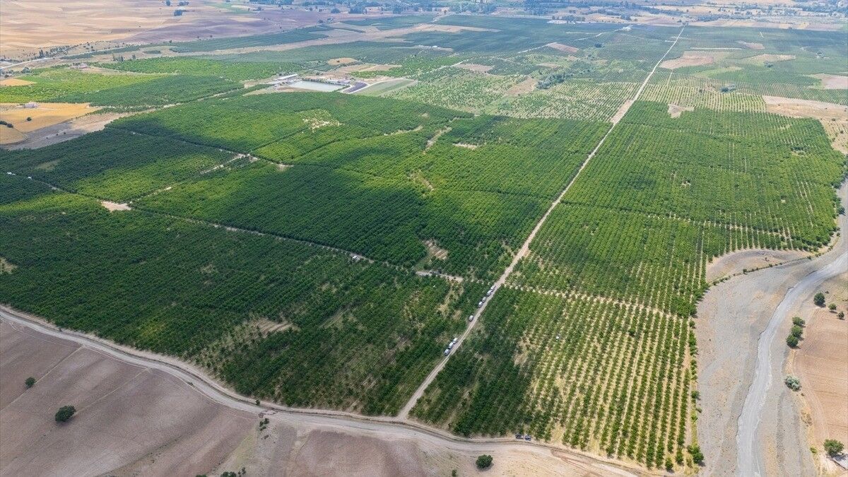 Tarsi̇m'in Desteğiyle Ayakta Kalan 5 Bin Dönümlük Meyve Bahçesinde Hasat Başladı