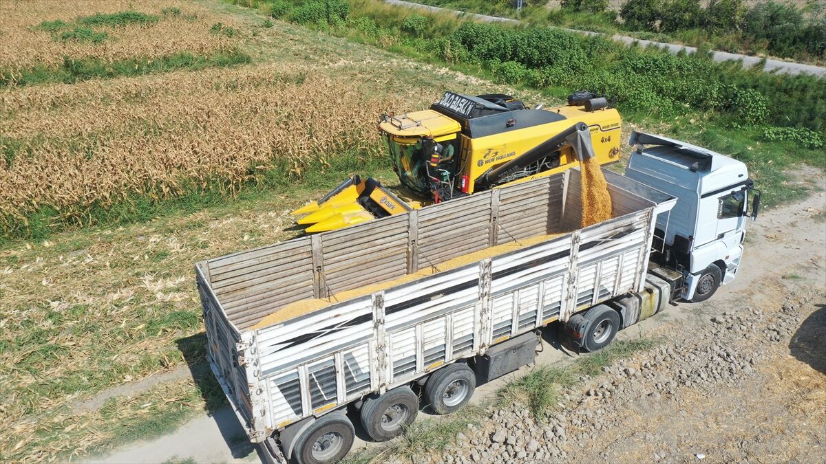 Hatay'da Mısır Hasadı Başladı (2)