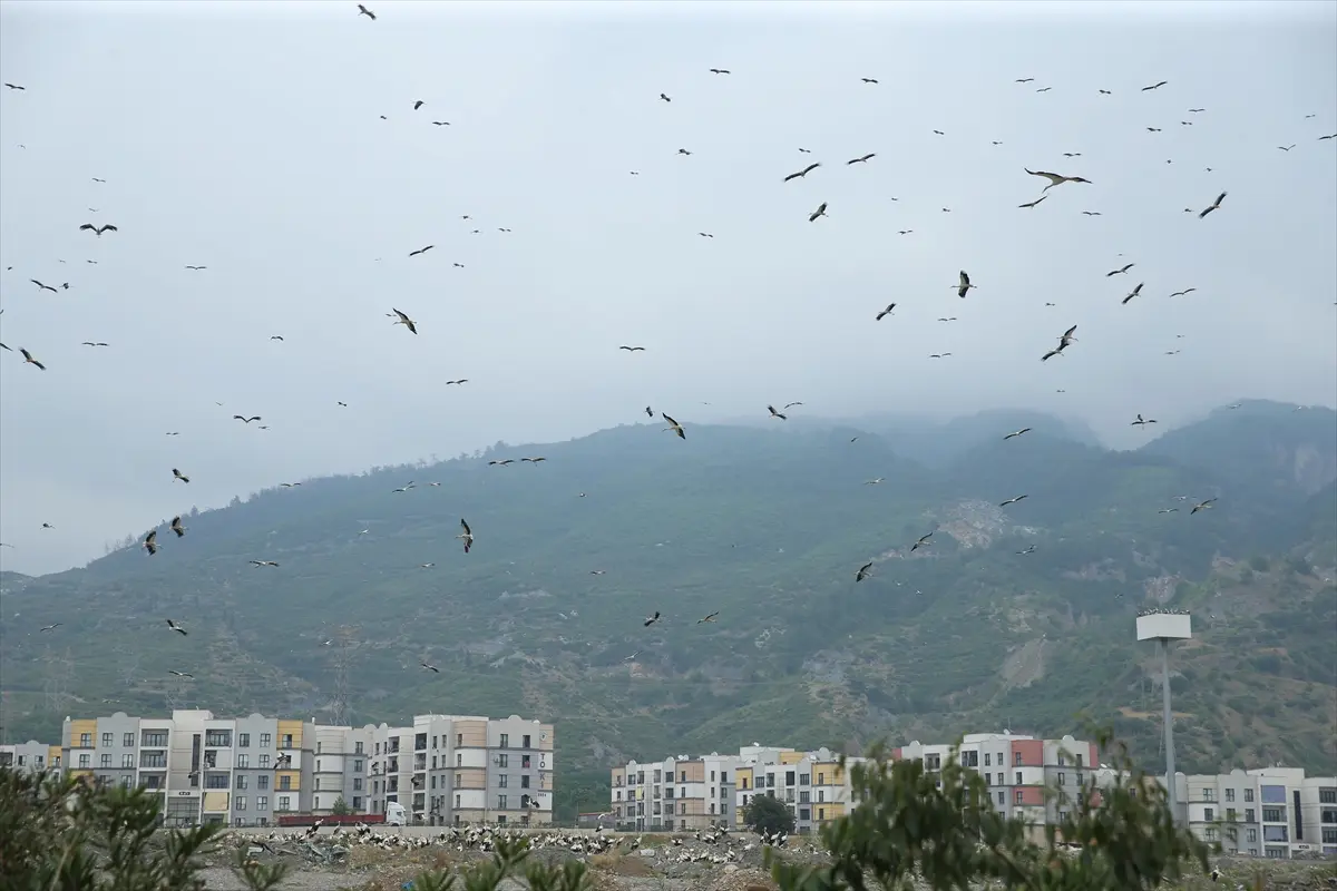 Leylek (4)
