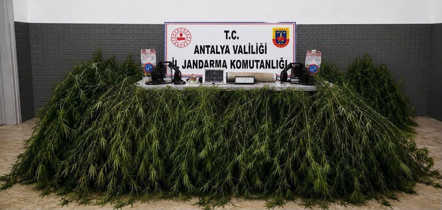 Antalya'da yasa dışı kenevir ekimi operasyonunda 2 şüpheli hakkında işlem başlatıldı