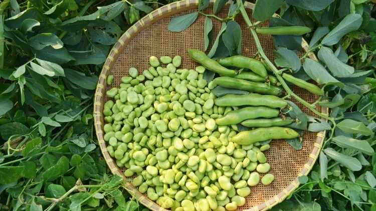 Bakla (1)-1