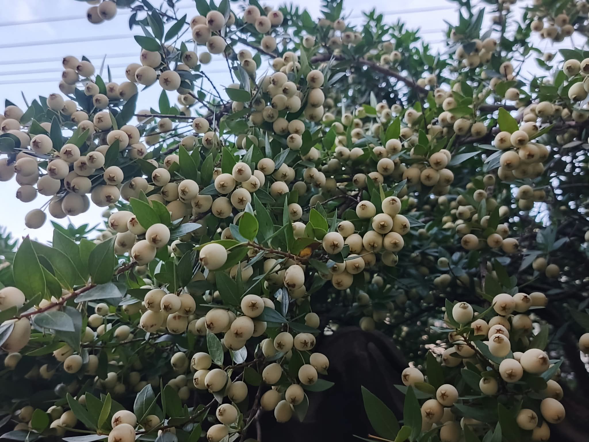 Hambeles1