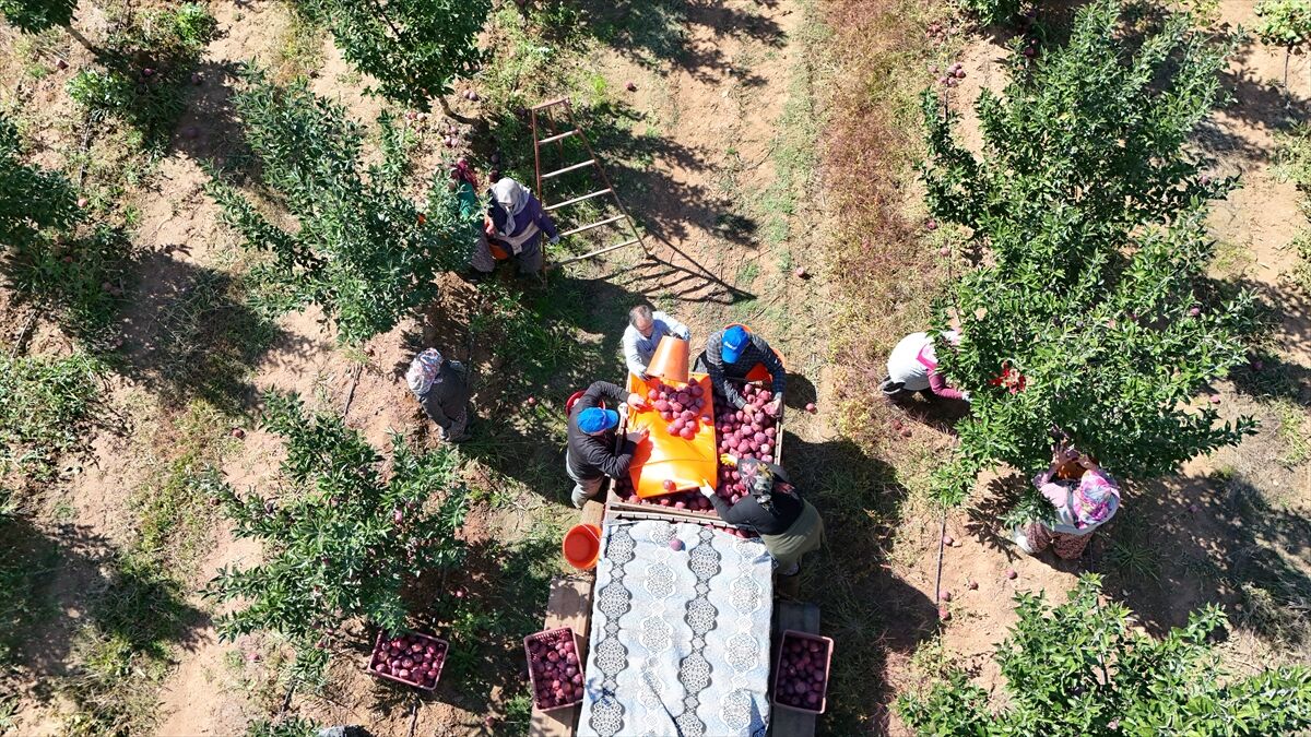 Isparta'da elma hasadı başladı