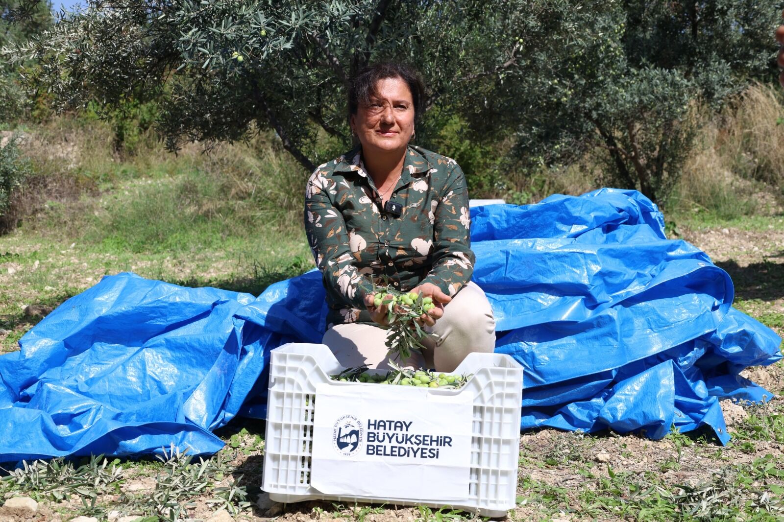 Zeytin 2