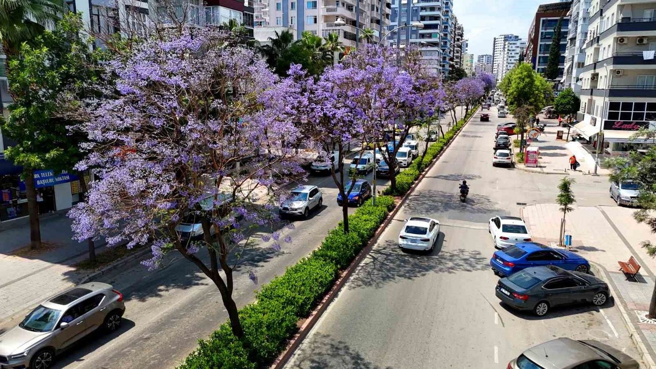 Adana'da jakarandalar çiçek açtı, kent mor renge büründü