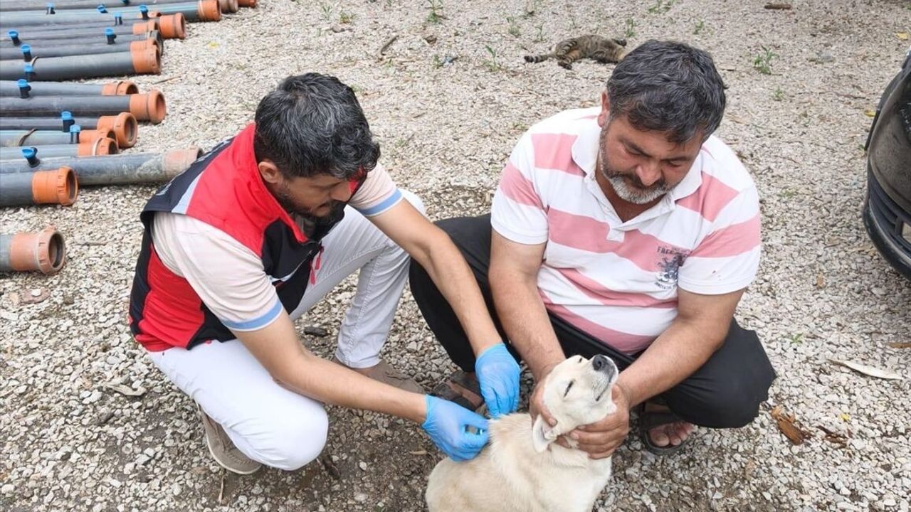 Adana'da sahipli köpeklerin kimliklendirilmesi ve kayıt altı