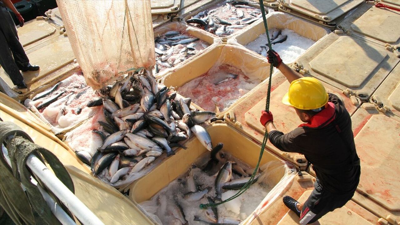 Doğu Karadeniz'in 5 aylık Türk somonu ihracatı 59,8 milyon d