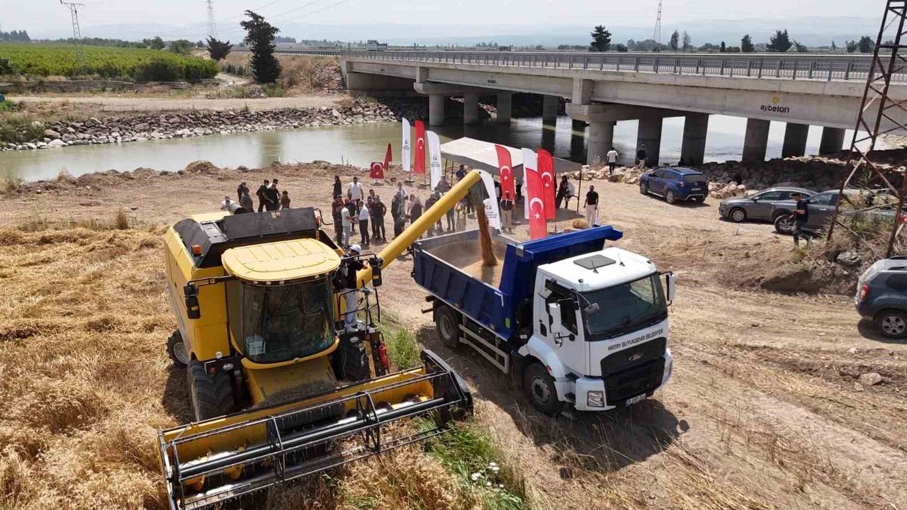 Hatay'da 'her tohum bir gıda' projesinde ekilen buğday hasat
