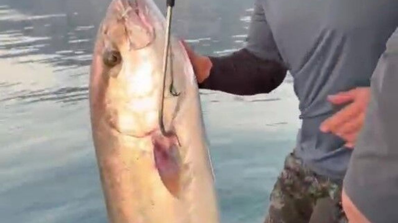 Konyaaltı Sahili'nde 56 kilogramlık kuzu balığı şaşkınlığı