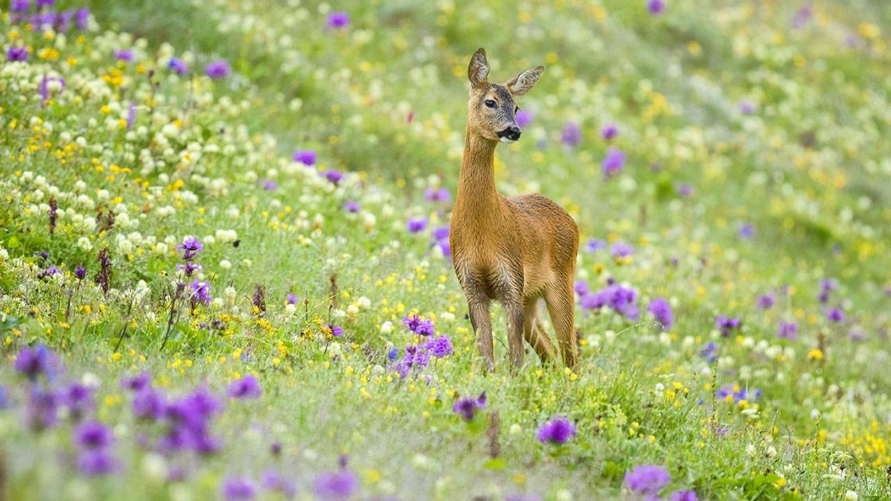 Türkiye'nin projeleri nesli tehlike altındaki hayvanları "hayata bağlıyor"