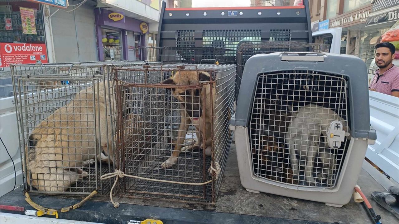 Samandağ'da sahipsiz köpekler  toplanıyor