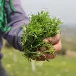 Hatay’ın Şifa Bitkisi Kanser Hücrelerinde Dikkat Çeken Sonuç Verdi!