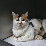 Meme kanserine yakalanan kedi 'Benek' ameliyatla sağlığına kavuştu