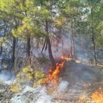 Antalya'da ormanlık alanda çıkan yangına müdahale ediliyor