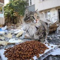 HATAY