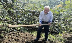 Karadeniz'in ihtiyar delikanlıları topraktan kopamıyorlar