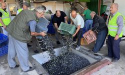 Kumluca'da hasat edilen zeytinin sıkımına başlandı