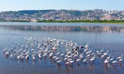 İzmit Körfezi’nin pembe süsleri geldi... Biyoçeşitlilik artıyor