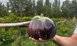 2 kilo 200 gramlık patlıcan görenleri şaşırttı