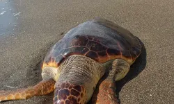 Sahilde Ölü Caretta Caretta Bulundu