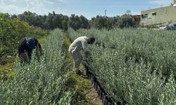 Hatay’da Fidan Üretimi Sıkı Takip Altında