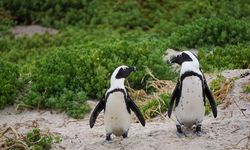 İklim krizi ve petrol çalışmaları Afrika penguenlerinin neslini tehdit ediyor