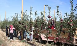 Sıcaklık ve kuraklık Niğde'de elma üretimini olumsuz etkiledi