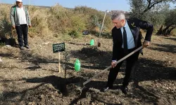 Altınözü'nde Şehitler Anısına Zeytin Fidanı Dikildi